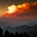 电鳗宠物投喂方法有哪些 电鳗宠物投喂方法有哪些种类？